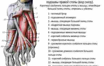 ГЛУБОКИЕ СОБСТВЕННЫЕ МЫШЦЫ СТОПЫ: ПРОБЛЕМЫ, ФУНКЦИИ, ЛЕЧЕНИЕ. КЛИНИКА Характеризуется ухудшением походки из-за боли, чувство…