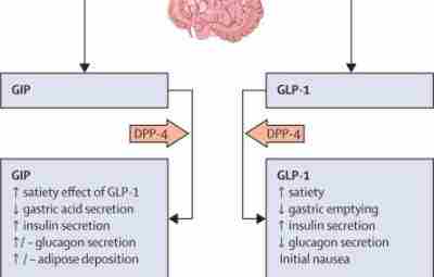 Тирзепатид — новый препарат против сахарного диабета и ожирения Хорошая новость в наше сложное…
