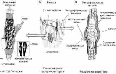 PNF — МЕТОД НЕРВНО-МЫШЕЧНОГО ПРОТОРЕНИЯ Проприоцептивное нервно-мышечное упрощение или PNF (P – proprioceptive, N…