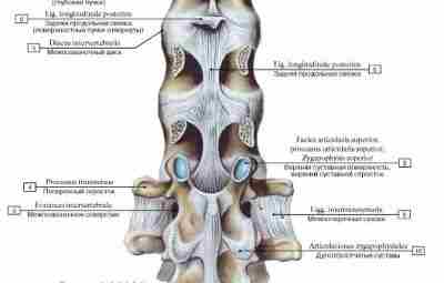 Связки позвоночного столба, ligg. columnae vertebralis, можно подразделить на длинные и короткие. К группе…