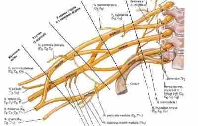 ЗАДНИЙ ПУЧОК ПЛЕЧЕВОГО СПЛЕТЕНИЯ Задний пучок, fasciculus posterior , образуется передними ветвями пятого, шестого,…