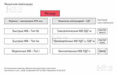 Классификации мышечных волокон Есть три принципиально разных классификации мышечных волокон (МВ), существующие независимо друг…