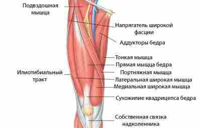 Разрыв сухожилия четырехглавой мышцы бедра Четырехглавая мышца бедра или квадрицепс – это группа из…