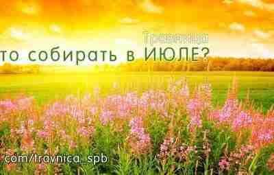 ИЮЛЬ. Что Собирать? Адонис весенний — трава Аир болотный — трава и корень Багульник…