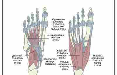 Мышцы стопы и баланс у людей старше 60-ти лет Признается существенная роль больших мышечных…