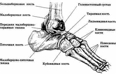 Патологическая функциональная перестройка костей стопы (усталостные переломы) В течении патологической функциональной перестройки костной ткани…