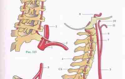 Позвоночная артерия и сосуды шеи В связи с тесным взаимоотношением с шейным отделом позвоночника…