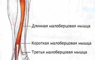 МАЛОБЕРЦОВЫЕ МЫШЦЫ: ПРОБЛЕМЫ, ДИАГНОСТИКА, ТЕРАПИЯ Малоберцовые мышцы: Длинная малоберцовая мышца ( longus), короткая малоберцовая…