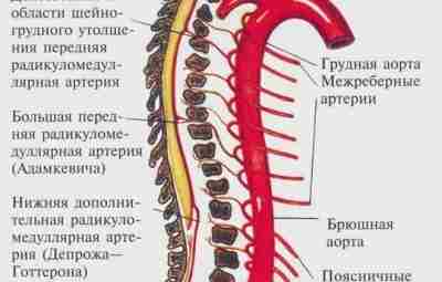 ВЕРТЕБРОГЕННЫЕ НАРУШЕНИЯ СПИНАЛЬНОГО КРОВООБРАЩЕНИЯ. ПРИНЦИПЫ ЛЕЧЕНИЯ, Спондилогенные заболевания, дегенеративно-дистрофические поражение межпозвонкового диска подробно изучались…