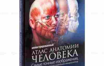 Иллюстрированный атлас анатомии человека» Беверли МакМиллан, 2009