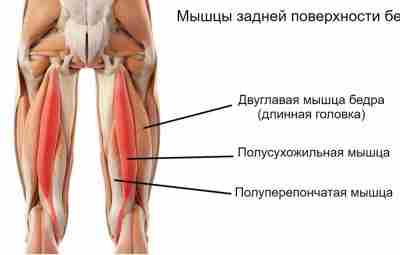 ЗАДНЯЯ ГРУППА МЫШЦ БЕДРА К задней группе мышц бедра относятся двуглавая мышца бедра, полусухожильная…