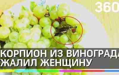 Скорпион, прятавшийся в принесенном из магазина турецком винограде, укусил жительницу Казани #скорпионы…