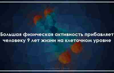 Теломеры — концевые участки хромосом, они состоят из определённого количества повторных фрагментов, которые сокращаются…