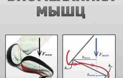 А.В.Самсонова, Е.Н.Комиссарова — Биомеханика мышц