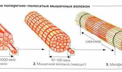 МЕХАНИКО-МАТЕМАТИЧЕСКАЯ МОДЕЛЬ ПОПЕРЕЧНОПОЛОСАТОЙ МЫШЦЫ Моделирование параметров мышцы человека, описывающих ее состояние (расслабленное или напряженное)…