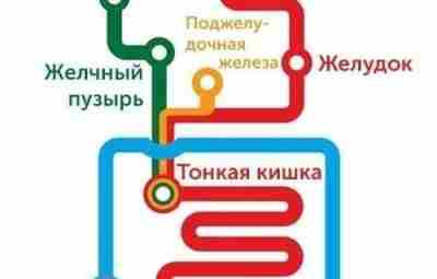 Наглядно: это желудочно-кишечный тракт в виде карты метро. Сразу всё понятно