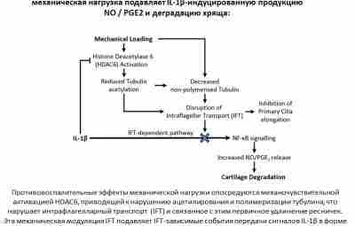 ФИЗИЧЕСКИЕ УПРАЖНЕНИЯ ПОМОГАЮТ ПРЕДОТВРАТИТЬ РАЗРУШЕНИЕ СУСТАВНЫХ ХРЯЩЕЙ. Многие люди беспокоятся, что физические нагрузки могут…