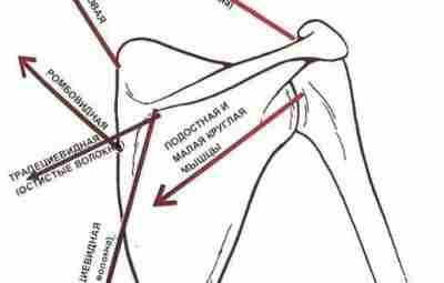 СТАБИЛИЗАЦИЯ ЛОПАТКИ: НА ВЕРНОМ ЛИ МЫ ПУТИ? «Нормального» положения лопатки не существует. Оно весьма…