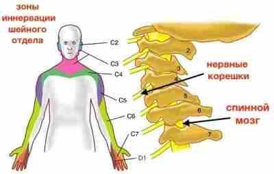 Опасность протрузии шейного отдела позвоночника сегментов c3-c4, с4-с5, с5-с6, с6-с7 Протрузии дисков шейного отдела…
