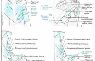 Мышцы, отвечающие за боль в верхней части грудной клетки, плече и руке (Часть 1)…