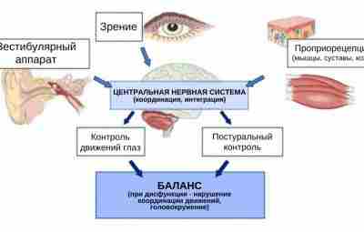 Система постурального контроля Постуральный контроль — это понятие, которое используется для описания того, как…