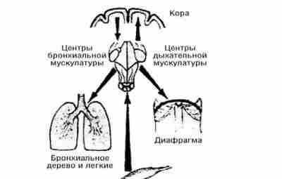 МОТОРНО-РЕСПИРАТОРНЫЕ РЕФЛЕКСЫ В НОРМЕ И ПАТОЛОГИИ (обзор работ М.Р.Могендовича и его учеников). Часть 2…