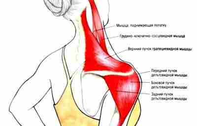 ТРАПЕЦИЕВИДНАЯ МЫШЦА: АНАТОМИЯ, ТОЧКИ НАПРЯЖЕНИЯ, СНЯТИЕ БОЛИ. Из всех мускулов тела именно в трапециевидной…