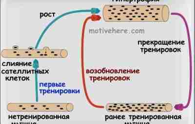 Мышечная память Мышечная память – это приобретенная способность организма к восстановлению мышечной массы и…