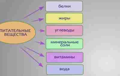 Как организм использует питательные вещества при физических нагрузках Механизм преобразования пищи в энергию зависит…