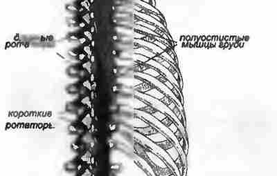 БОЛИ В СПИНЕ, ВЫЗВАННЫЕ ГЛУБОКИМИ ПАРАСПИНАЛЬНЫМИ МЫШЦАМИ Вращение позвоночника осуществляют полуостистые мышцы, многораздельные мышцы,…