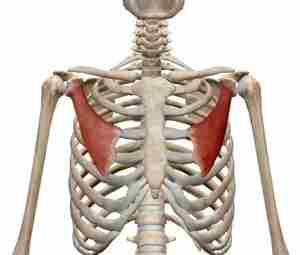 МАЛАЯ ГРУДНАЯ МЫШЦА – НЕОЖИДАННЫЙ ИСТОЧНИК ДИСКОМФОРТА О рectoralis minor muscle (грудной малой мышце)…