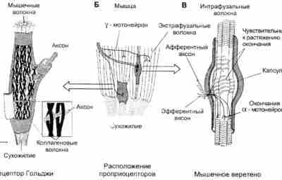 PNF — МЕТОД НЕРВНО-МЫШЕЧНОГО ПРОТОРЕНИЯ Проприоцептивное нервно-мышечное упрощение или PNF (P – proprioceptive, N…