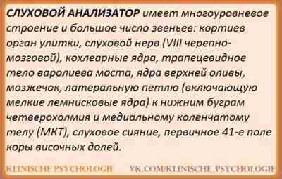 СТРОЕНИЕ СЛУХОВОГО АНАЛИЗАТОРА Слуховой анализатор включает в себя большое количество звеньев: кортиев орган улитки,…