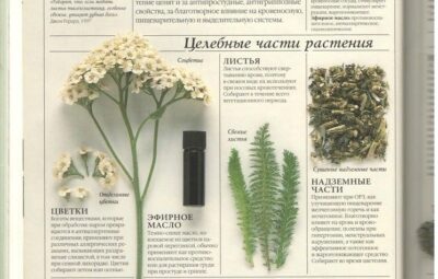 Сбор К. А. Трескунова Антипаразитарный Береза белая лист, дуба кора, зверобой трава, одуванчик корень,…