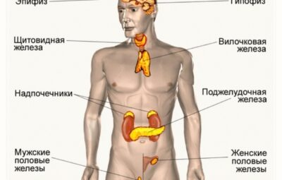 Важное знание — ОМОЛОЖЕНИЕ ЭНДОКРИННОЙ СИСТЕМЫ Организм человека — это великолепная самообновляющаяся система, но…