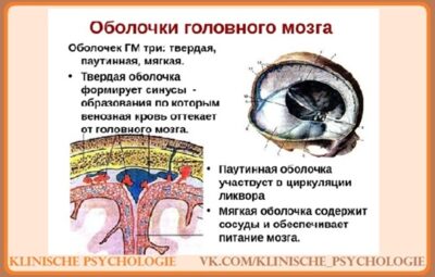 СТРОЕНИЕ ПАУТИННОЙ ОБОЛОЧКИ МОЗГА Паутинная оболочка мозга (tunica arachnoidea) – тонкая, прозрачная, лишена сосудов…