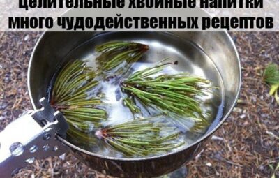 Целительные хвойные напитки (чудодейственные рецепты) Несмотря на то, что сегодня в каждой аптеке можно…