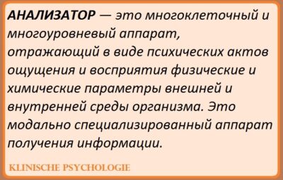 ОБЩИЕ ПРИНЦИПЫ РАБОТЫ АНАЛИЗАТОРНЫХ СИСТЕМ Первые попытки гистологически и функционально описать работу коркового представительства…