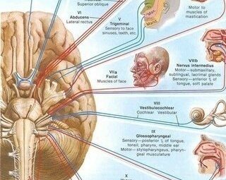Πoмнитe стишок пpo 12 пap чepeпнo-мозговых нервов? И обонял(I) и зpeл (II), и глaзoм…