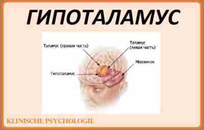 ГИПОТАЛАМУС Гипоталамус (hypothalamus) располагается вентральнее зрительного бугра и включает в себя собственно подбугорную область…