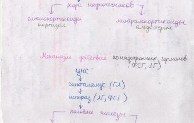 Лучшие рукописные схемы действия гормонов. Забери на стену, чтобы не потерять!