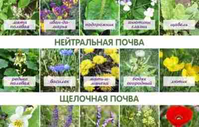 Растения индикаторы кислотности почвы Кислотность почвы (pH) Кислая почва (pH < 5.5):…
