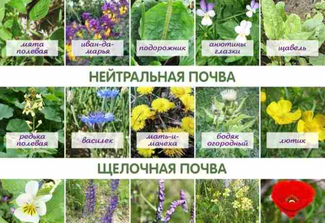 Растения индикаторы кислотности почвы Кислотность почвы (pH) Кислая почва (pH < 5.5):…